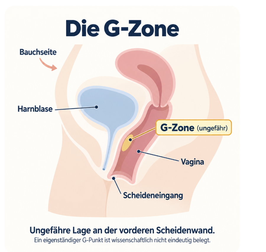 Anatomie-Grafik: ungefähre Lage der G-Zone an der vorderen Scheidenwand, zwischen Scheideneingang und Harnblase